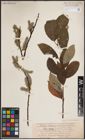 Foto von Salix caprea L.
